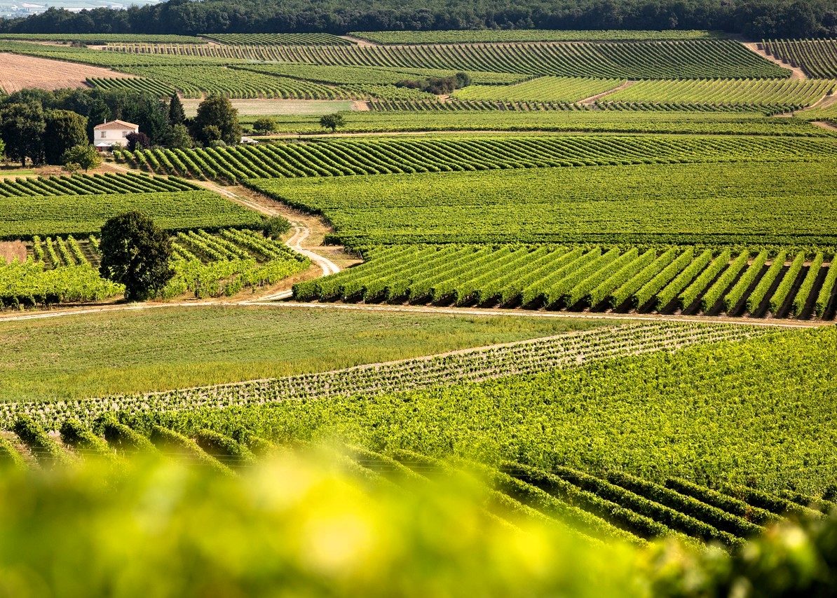 Vignoble de Cognac, en Haute-Saintonge